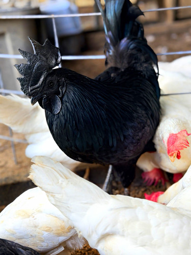 Zombie hatching eggs - zombie, ayam